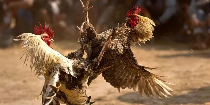 Tổng quan về sân chơi đá gà Ae888 thu hút người tham gia